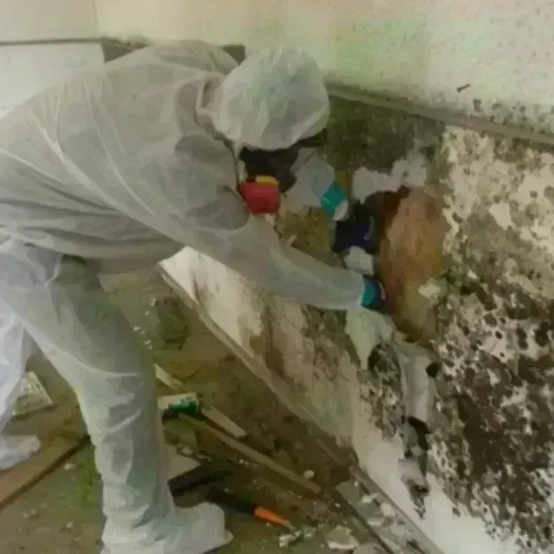 Mold Remediation and Removal in Villalba, PR